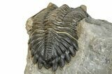 Detailed Hollardops Trilobite Fossil - Ofaten, Morocco #273422-4